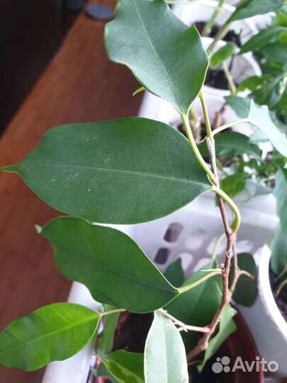 Сингониум, Филодендрон и др