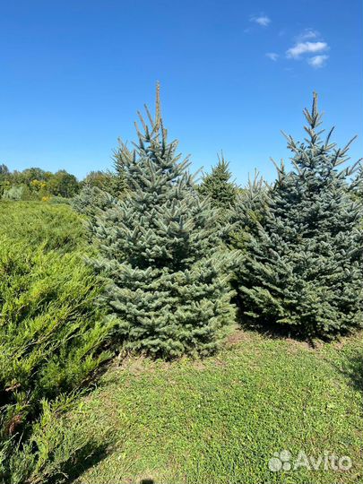Ель сортовая колючая 4,9 м