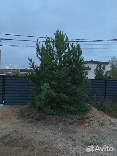 Сосна обыкновенная с шишками