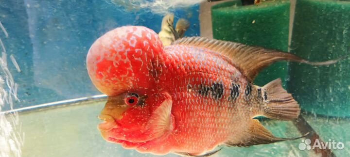 Фловер хорны