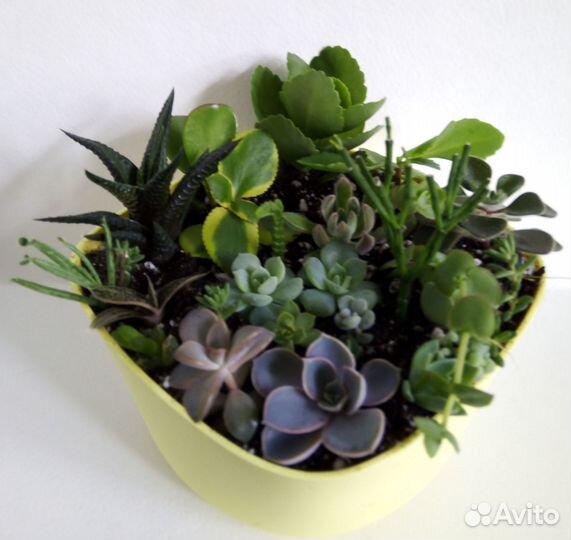 Набор минисадика суккулентов 22 вида