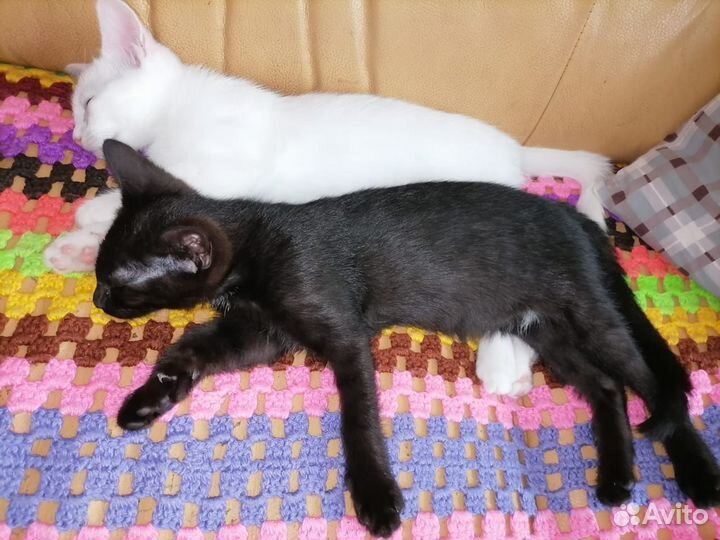 Котята в добрые руки