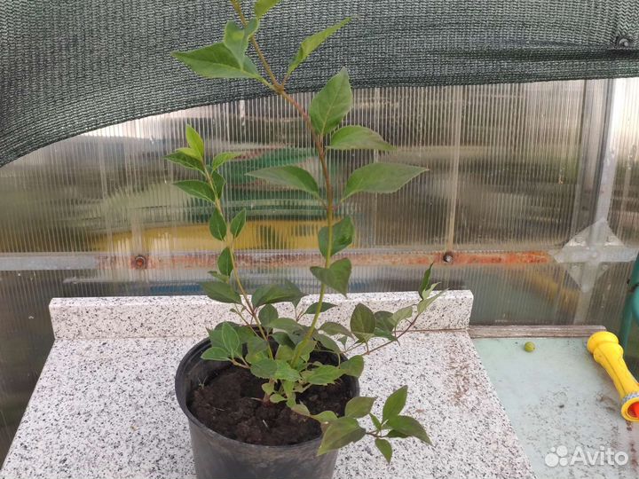 Айва великолепная и декоративные кустарники