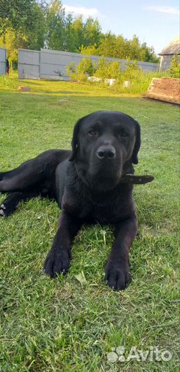 Щенки лабрадора