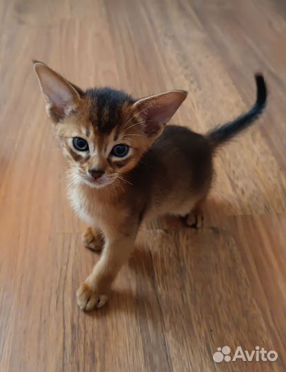 Абиссинские котята