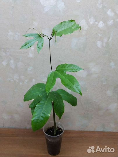 Пассифлора (маракуя)