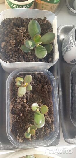 Комнатные цветы отростки