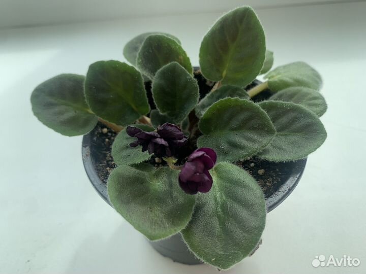 Фиалка миниатюрная