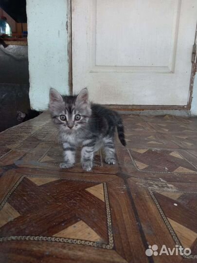 Котята отдам бесплатно