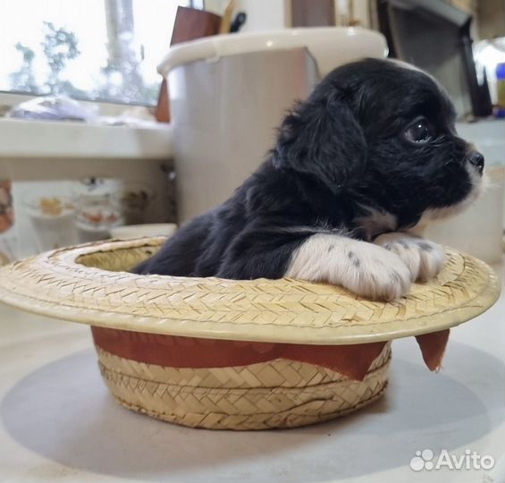 Обаятельные щенки японского спаниеля