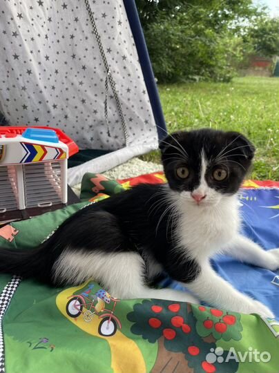 Отдам котенка в добрые руки