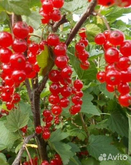 Красная смородина (куст),фундук