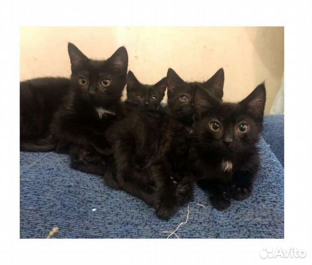Котята чёрные лоточек на отлично
