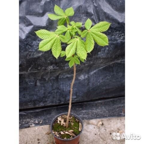 Саженцы каштана