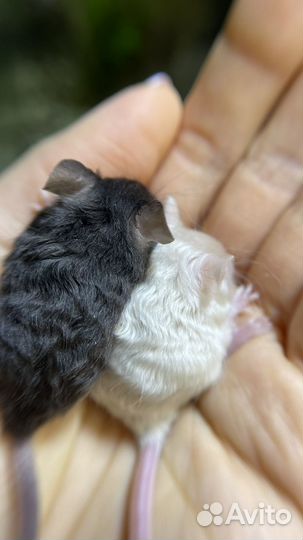 Сатиновые мышки малыши