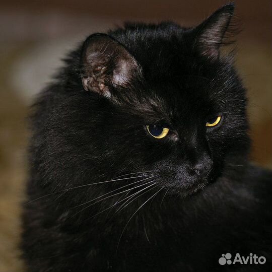 Кот Бегемот