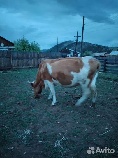 Молодняк,коровы с телятами