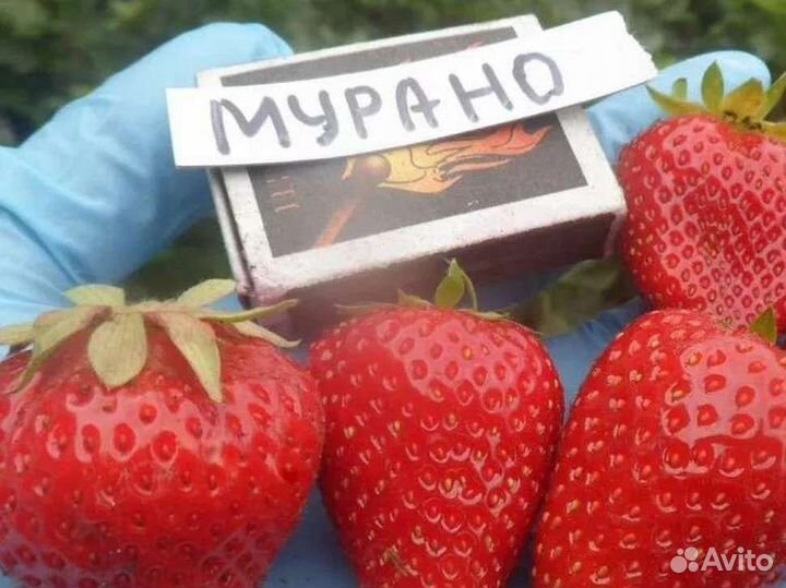 Рассада ремонтантнойклубники