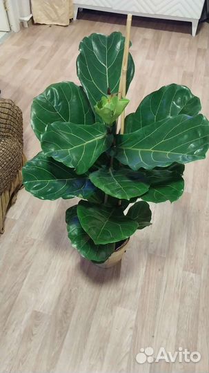 Фикус лирата колумнарис