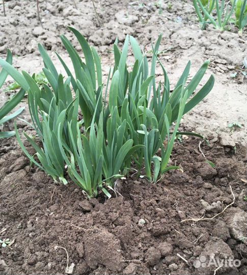 Лук джусай рассада