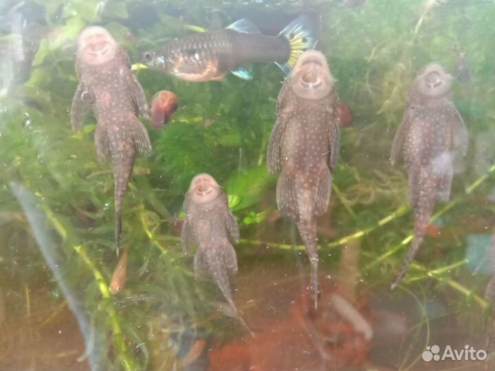 Сомики анциструсы