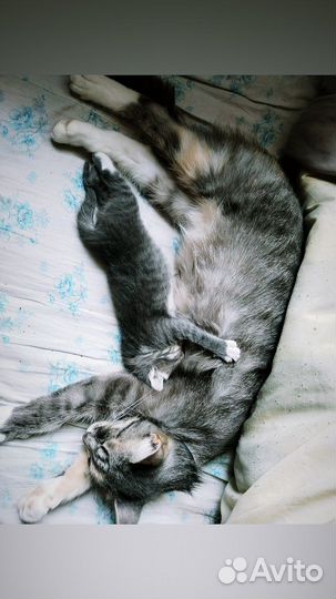 Котенок