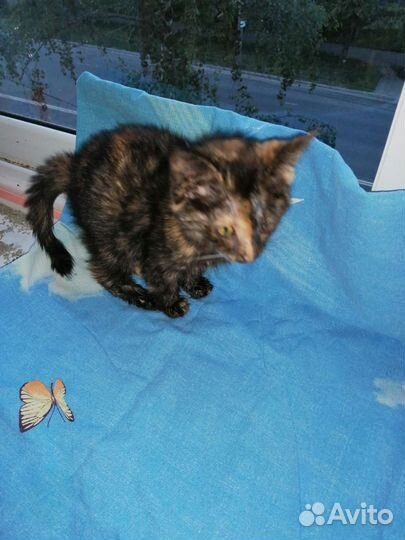 Котенок бесплатно