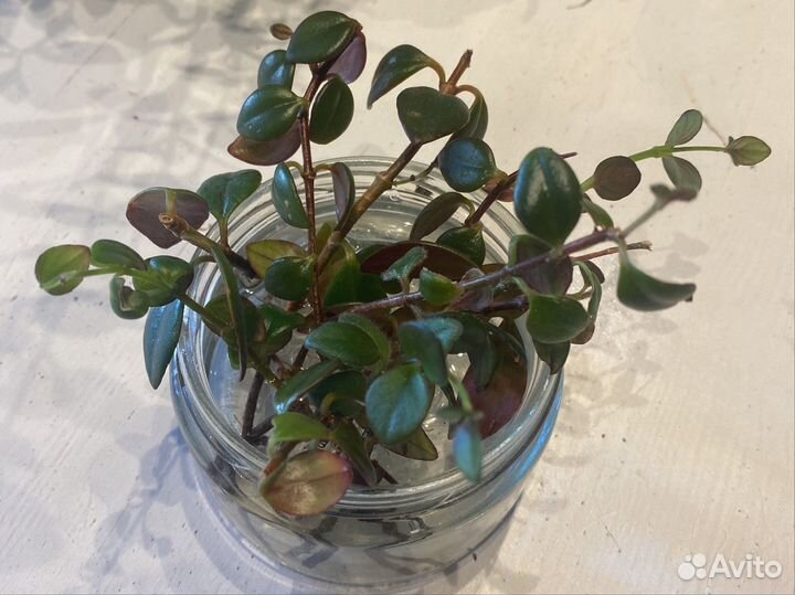 Нематантус (отростки)