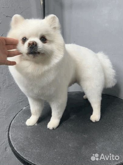 Немецкий шпиц вязка