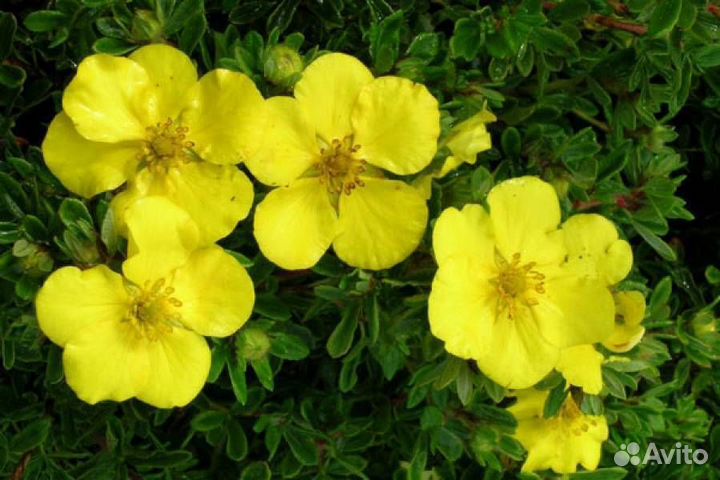 Лапчатка в ассортименте