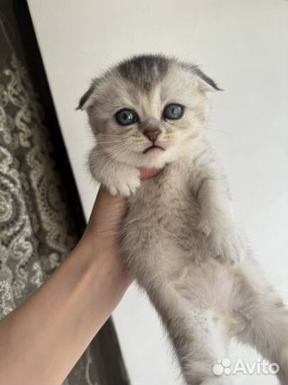 Шотландская