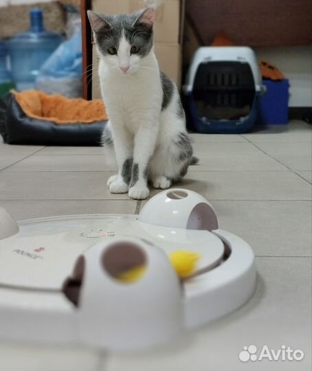 Кошка Аэлита ищет дом