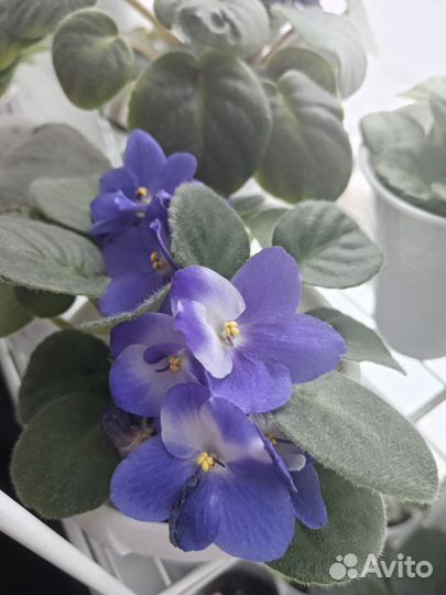 Фиалка (детки фиалки)