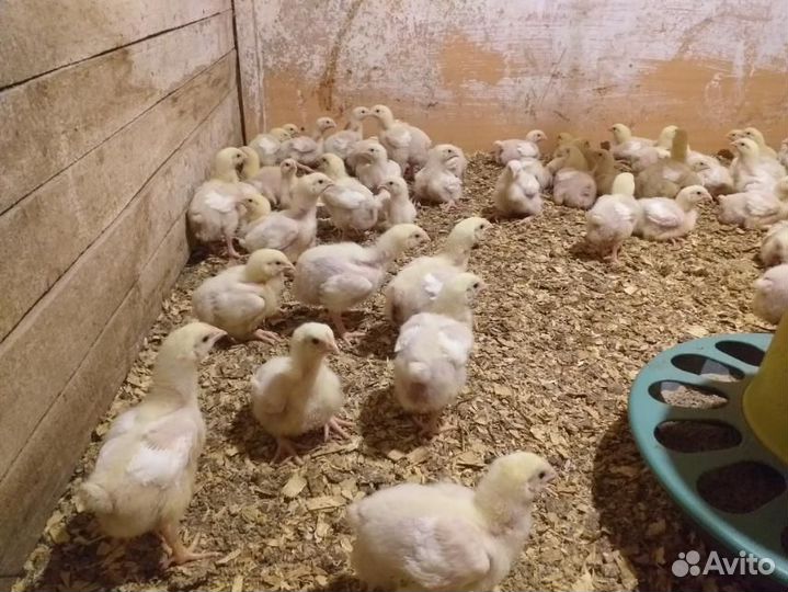 Цыплята подрощенные бройлеры арбор айкрес