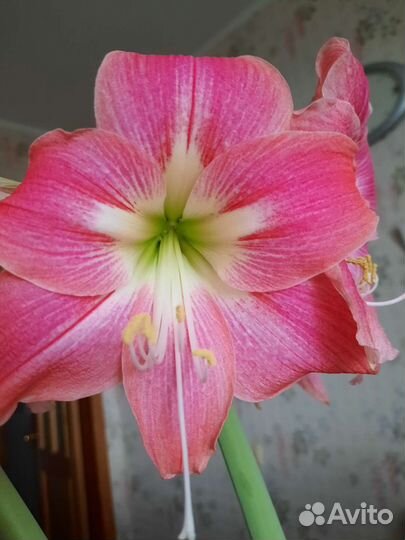 Гиппиаструм. Детки