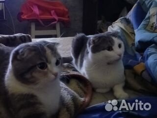 Котята отдам в добрые руки бесплатно