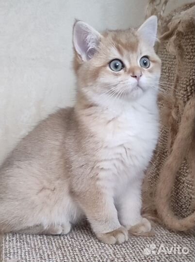 Мальчик британец золотой