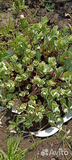 Вологодское кружево, Бузульник, Седум