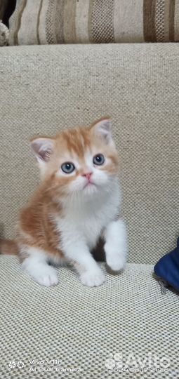 Шотландские прямоухие котята