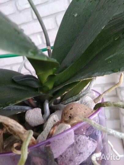 Продано.Орхидея. Фаленопсис Чармер