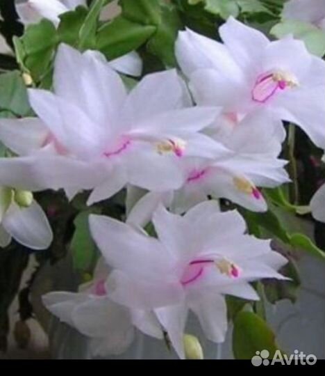 Декабрист шлюмбергера белый