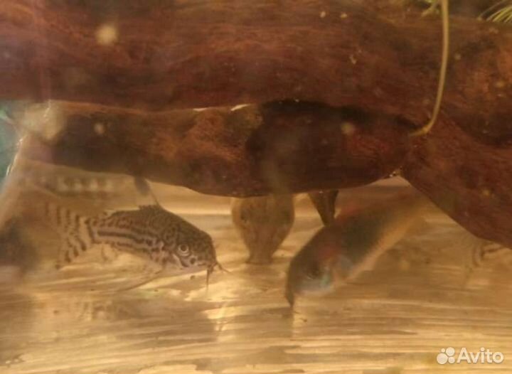 Аквариумные рыбки, аквариумы, фильтры, растения