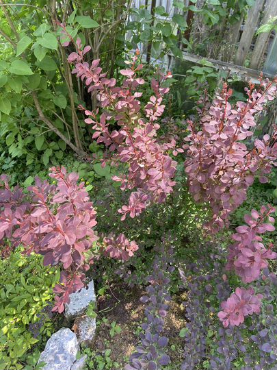 Дача 12 м² на участке 5 сот.