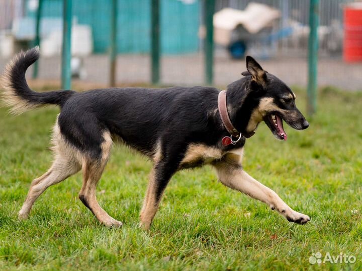 Молодой пёс бесплатно в добрые руки Болтик