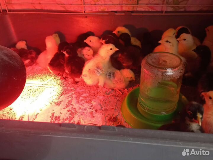 Утята Агидель Цыплята