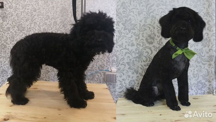 Стрижка собак (груминг, уход за животными)