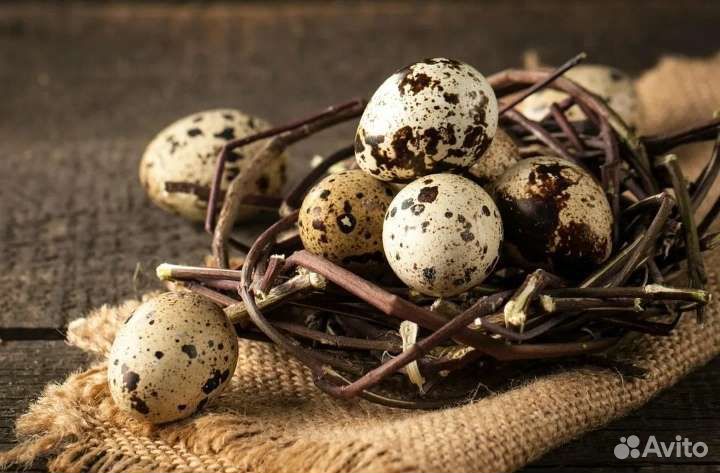 Яйца перепелиные, здоровое питание