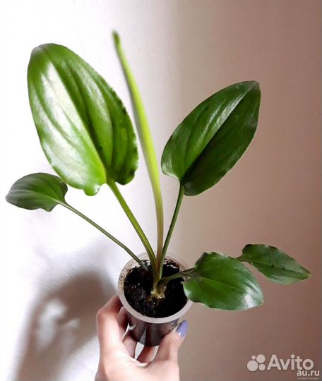 Мурданния.дримиопсис и др