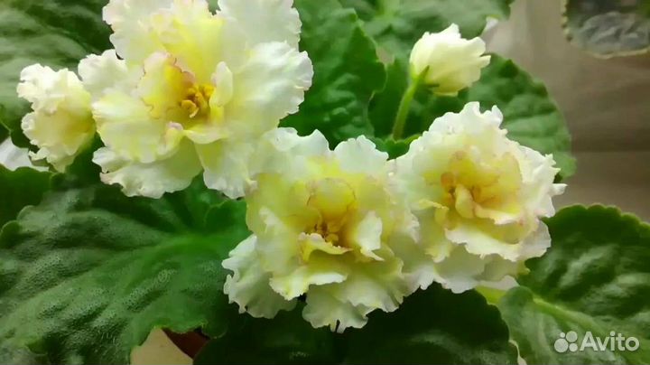 Сортовые фиалки