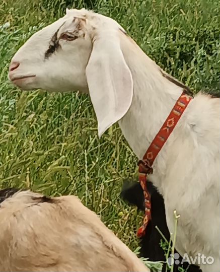 Англо нубийские козы и козлята